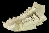 Fossil Oreodont (Merycoidodon) Mandible - Wyoming #143851-3